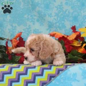 Cashew, Bich-Poo Puppy